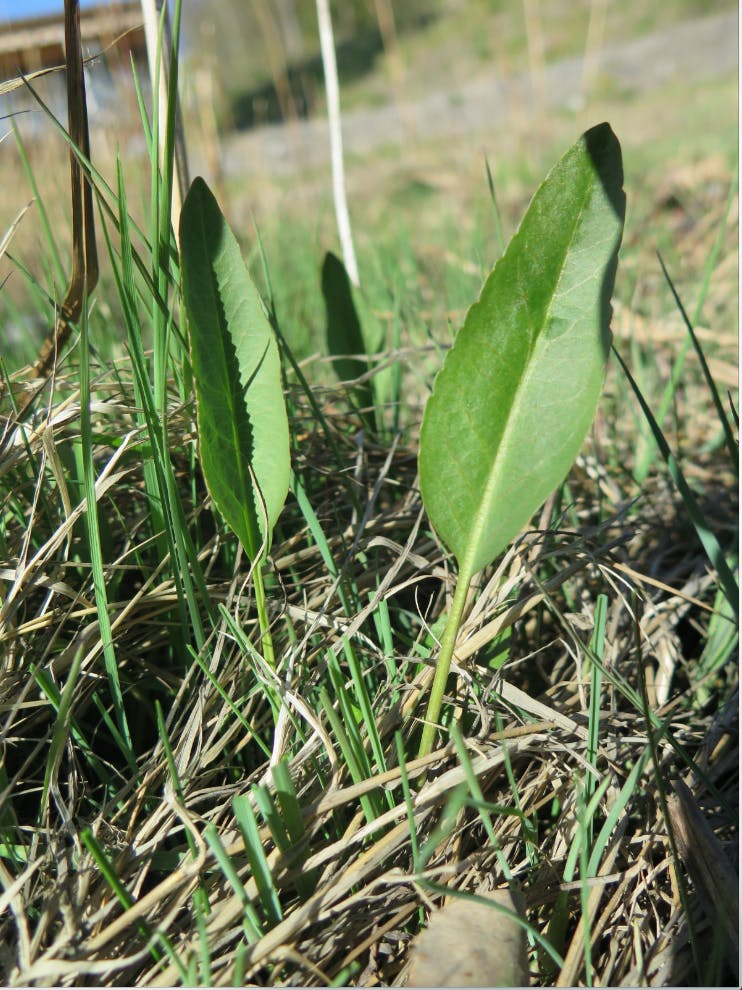 Norges Wasabi Strandkarse smaker sterkt som wasabi
